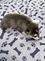Timber, a male Siberian Husky for sale in Staples, MN – 5 of 5