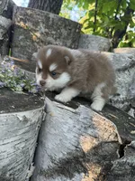 Paprika, a male Pomsky for sale in Staples, MN – 2 of 7