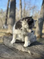 Eclipse , a female Alaskan Klee Kai and Pomsky for sale in Staples, MN – 4 of 8