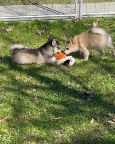 Steel, a male Pomsky for sale in Staples, MN – 8 of 10
