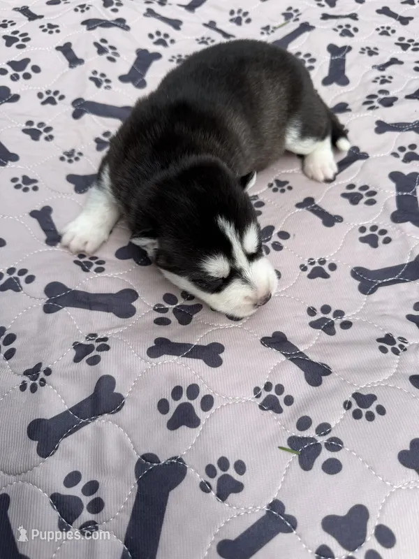 Denali – Siberian Husky puppy for sale in Staples, MN