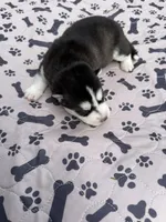 Denali, a female Siberian Husky for sale in Staples, MN – 1 of 5