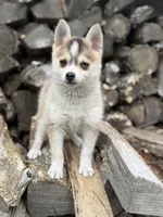 Steel, a male Pomsky for sale in Staples, MN – 2 of 10