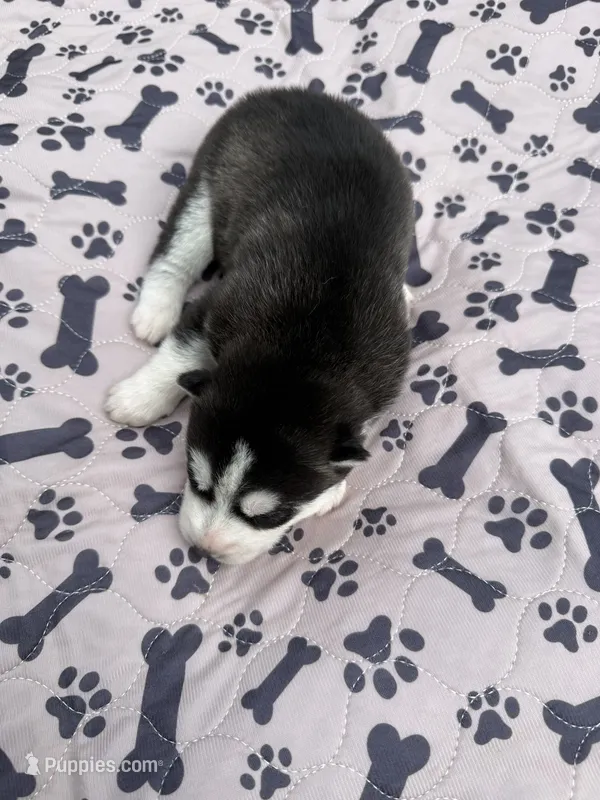 Kodiak – Siberian Husky puppy for sale in Staples, MN