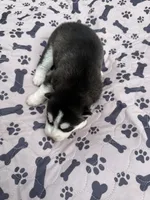 Kodiak, a male Siberian Husky for sale in Staples, MN – 1 of 5