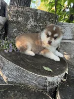 Chili, a male Pomsky for sale in Staples, MN – 6 of 7
