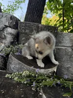 Sparks, a female Alaskan Klee Kai and Pomsky for sale in Staples, MN – 2 of 6