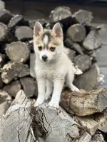 Steel, a male Pomsky for sale in Staples, MN – 6 of 10