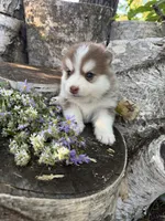 Cayenne, a male Pomsky for sale in Staples, MN – 2 of 6