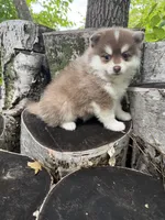 Paprika, a male Pomsky for sale in Staples, MN – 4 of 5