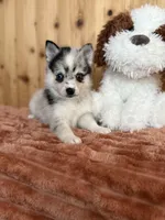 Eclipse, a female Alaskan Klee Kai and Pomsky for sale in Staples, MN – Photo 2 of 5