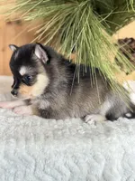 Dusk, a female Alaskan Klee Kai and Pomsky for sale in Staples, MN – Photo 6 of 6