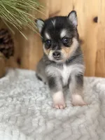 Dusk, a female Alaskan Klee Kai and Pomsky for sale in Staples, MN – Photo 2 of 6