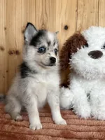Eclipse, a female Alaskan Klee Kai and Pomsky for sale in Staples, MN – Photo 5 of 5