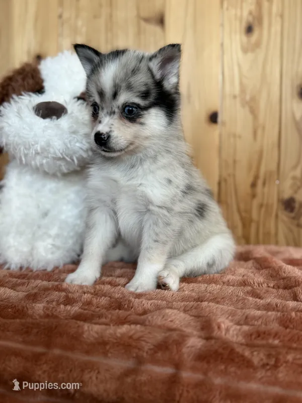 Eclipse – Alaskan Klee Kai, Pomsky puppy for sale in Staples, MN