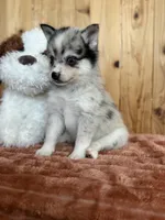 Eclipse, a female Alaskan Klee Kai and Pomsky for sale in Staples, MN – Photo 1 of 5