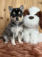 Dusk, a female Alaskan Klee Kai and Pomsky for sale in Staples, MN – Photo 1 of 5