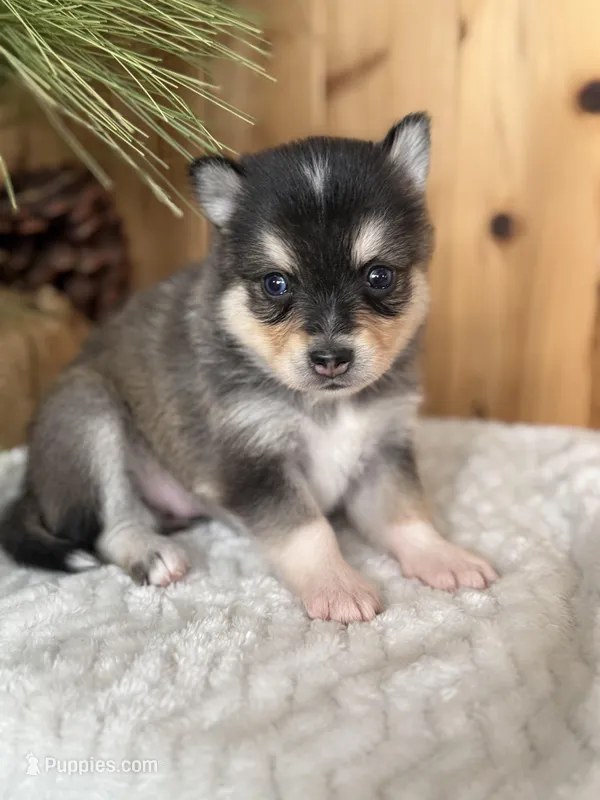 Dusk, a female Alaskan Klee Kai and Pomsky for sale in Staples, MN – Photo 1 of 6