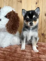 Dusk, a female Alaskan Klee Kai and Pomsky for sale in Staples, MN – Photo 2 of 5
