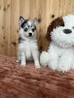 Eclipse, a female Alaskan Klee Kai and Pomsky for sale in Staples, MN – Photo 3 of 5