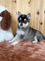 Dusk, a female Alaskan Klee Kai and Pomsky for sale in Staples, MN – Photo 3 of 5