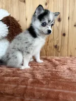 Eclipse, a female Alaskan Klee Kai and Pomsky for sale in Staples, MN – Photo 4 of 5