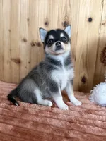 Dusk, a female Alaskan Klee Kai and Pomsky for sale in Staples, MN – Photo 4 of 5