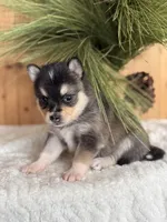 Dusk, a female Alaskan Klee Kai and Pomsky for sale in Staples, MN – Photo 3 of 6