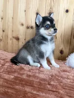 Dusk, a female Alaskan Klee Kai and Pomsky for sale in Staples, MN – Photo 5 of 5