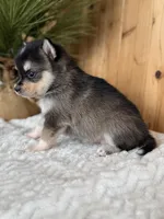 Dusk, a female Alaskan Klee Kai and Pomsky for sale in Staples, MN – Photo 4 of 6
