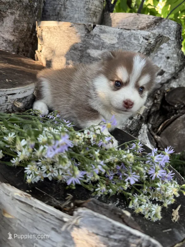 Cayenne – Pomsky puppy for sale in Staples, MN