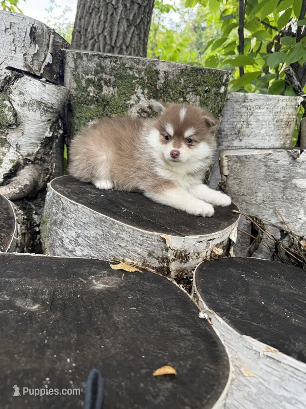 Paprika – Pomsky puppy for sale in Staples, MN