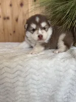 Hershey, a male Pomsky for sale in Staples, MN – Photo 3 of 5