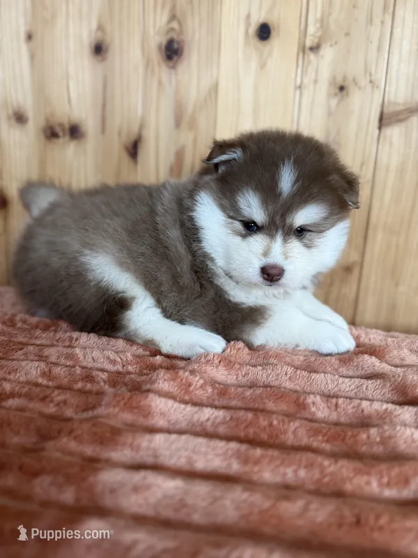 Hershey – Pomsky puppy for sale in Staples, MN