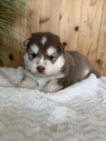 Hershey, a male Pomsky for sale in Staples, MN – Photo 1 of 5