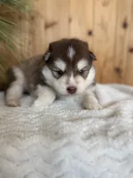 Hershey, a male Pomsky for sale in Staples, MN – Photo 2 of 5