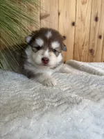 Hershey, a male Pomsky for sale in Staples, MN – Photo 5 of 5