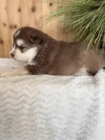 Hershey, a male Pomsky for sale in Staples, MN – Photo 4 of 5