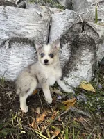Glitter, a female Alaskan Klee Kai and Pomsky for sale in Staples, MN – 5 of 6