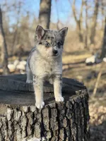 Comet, a female Alaskan Klee Kai and Pomsky for sale in Staples, MN – 4 of 9