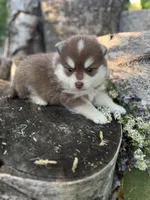 Paprika, a male Pomsky for sale in Staples, MN – 4 of 7