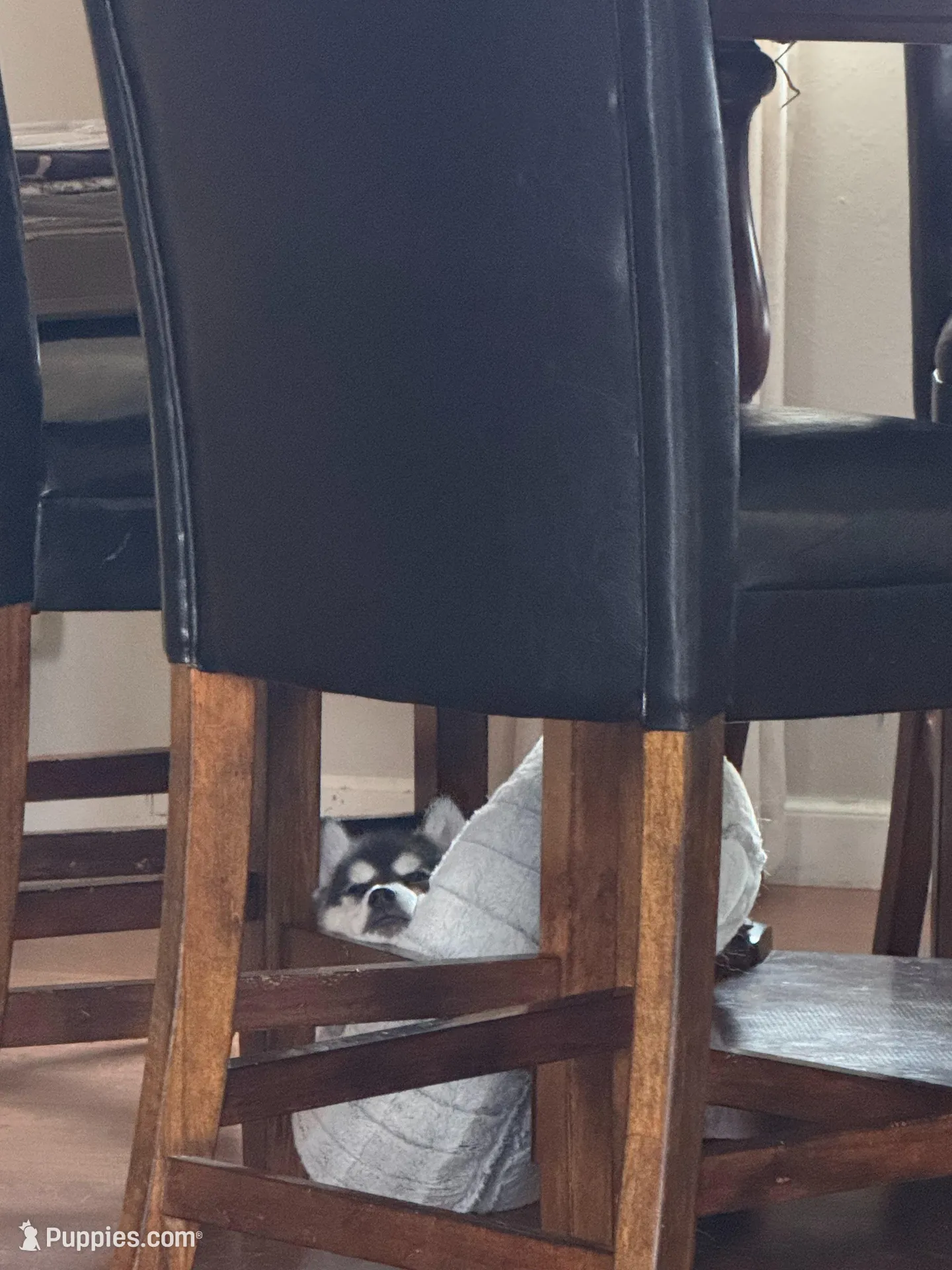 Aries, a male Alaskan Klee Kai and Pomsky for sale in Staples, MN – Photo 3 of 5