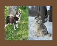 Sparks, a female Alaskan Klee Kai and Pomsky for sale in Staples, MN – 6 of 6