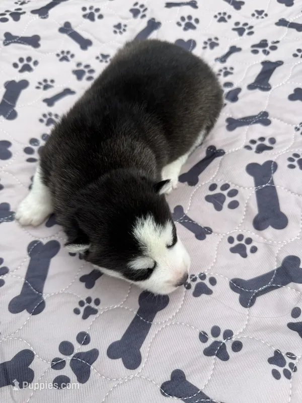 Yukon – Siberian Husky puppy for sale in Staples, MN