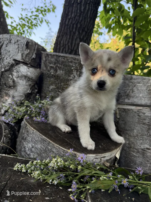 Sparks – Alaskan Klee Kai, Pomsky puppy for sale in Staples, MN