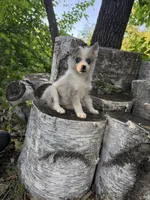 Glitter, a female Alaskan Klee Kai and Pomsky for sale in Staples, MN – 3 of 6