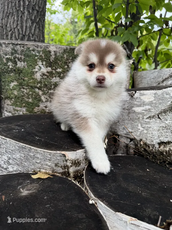 Chili – Pomsky puppy for sale in Staples, MN