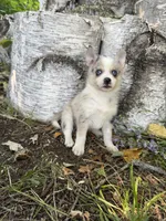 Glitter, a female Alaskan Klee Kai and Pomsky for sale in Staples, MN – 1 of 6