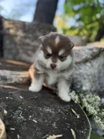 Paprika, a male Pomsky for sale in Staples, MN – 3 of 7