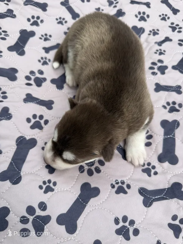 Summit – Siberian Husky puppy for sale in Staples, MN